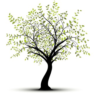 10932990 - green tree over white background